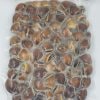 Vongole del Pacifico Marroni Cotte con Guscio Surgelate